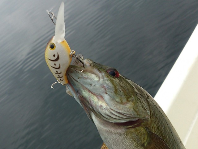 プロショップオオツカ バスフィッシング用品ネット通信販売 ブログ写真 2013/08/10