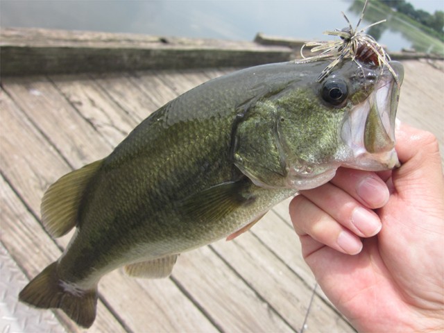 プロショップオオツカ バスフィッシング用品ネット通信販売 ブログ写真 2013/08/10