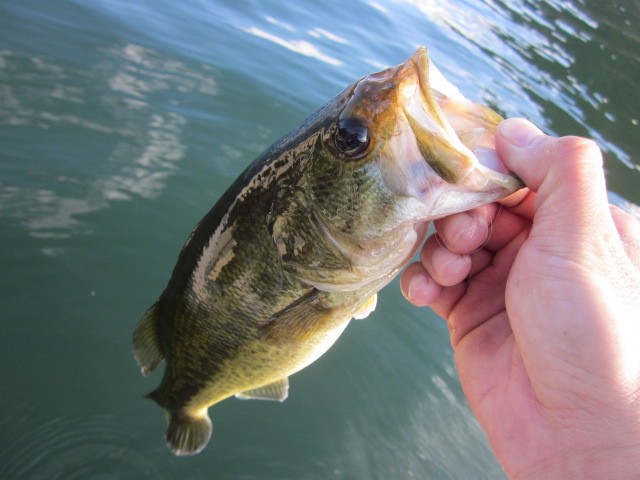 プロショップオオツカ バスフィッシング用品ネット通信販売 ブログ写真 2013/08/30