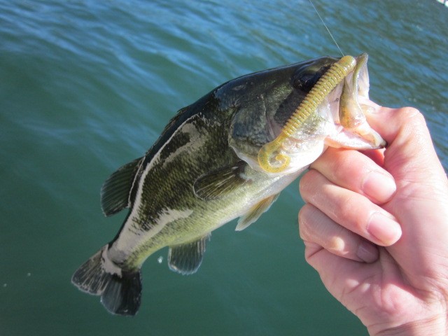 プロショップオオツカ バスフィッシング用品ネット通信販売 ブログ写真 2013/08/30