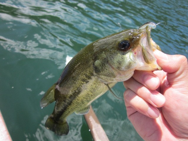 プロショップオオツカ バスフィッシング用品ネット通信販売 ブログ写真 2013/08/30