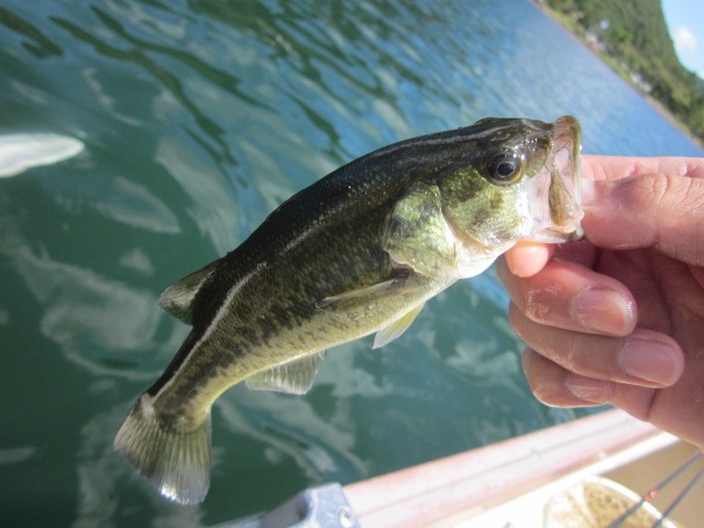 プロショップオオツカ バスフィッシング用品ネット通信販売 ブログ写真 2013/08/30