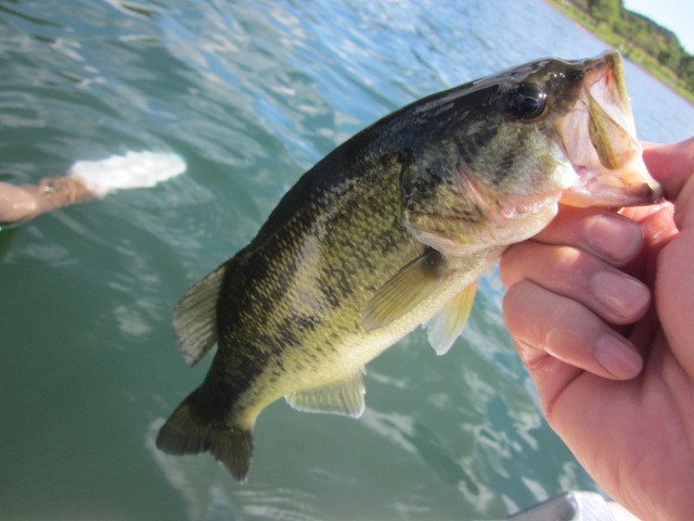 プロショップオオツカ バスフィッシング用品ネット通信販売 ブログ写真 2013/08/30