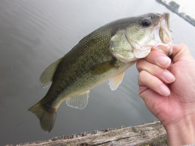 プロショップオオツカ バスフィッシング用品ネット通信販売 ブログ写真 2013/10/18