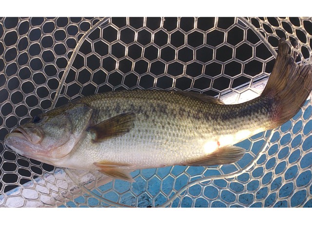 プロショップオオツカ バスフィッシング用品ネット通信販売 ブログ写真 2013/10/19