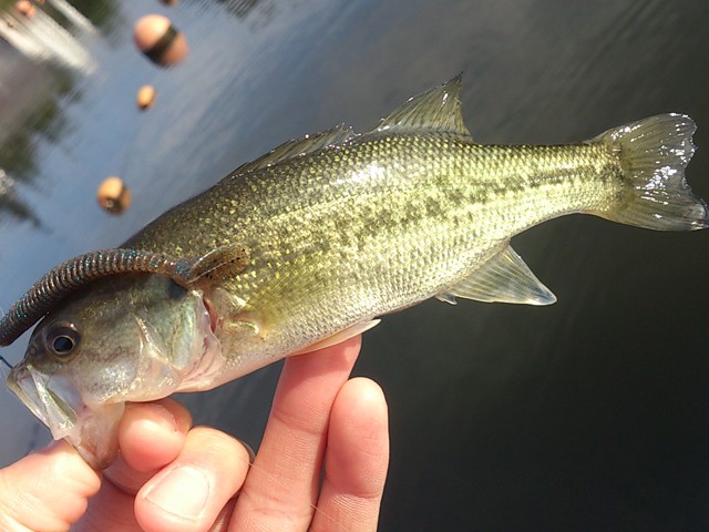 プロショップオオツカ バスフィッシング用品ネット通信販売 ブログ写真 2013/10/19