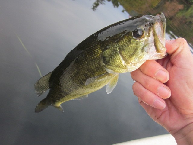 プロショップオオツカ バスフィッシング用品ネット通信販売 ブログ写真 2013/11/01