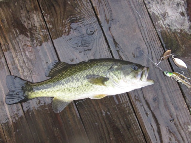 プロショップオオツカ バスフィッシング用品ネット通信販売 ブログ写真 2013/11/01