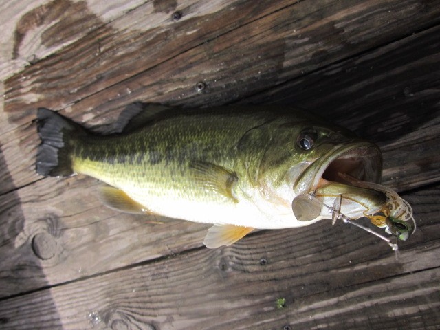 プロショップオオツカ バスフィッシング用品ネット通信販売 ブログ写真 2013/11/01