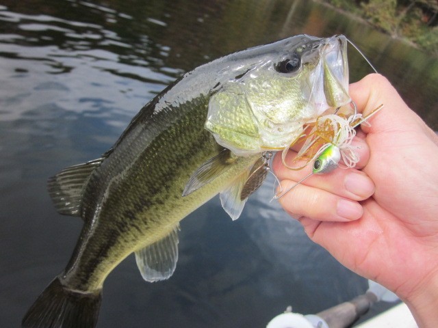 プロショップオオツカ バスフィッシング用品ネット通信販売 ブログ写真 2013/11/01