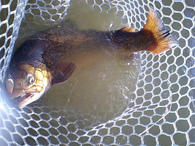 プロショップオオツカ バスフィッシング用品ネット通信販売 ブログ写真 2013/12/25