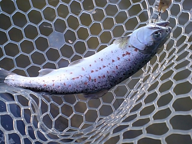 プロショップオオツカ バスフィッシング用品ネット通信販売 ブログ写真 2013/12/25