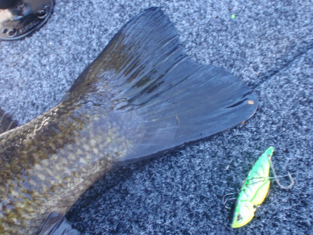 プロショップオオツカ バスフィッシング用品ネット通信販売 ブログ写真 2014/03/15