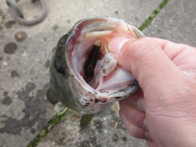 プロショップオオツカ バスフィッシング用品ネット通信販売 ブログ写真 2014/03/20