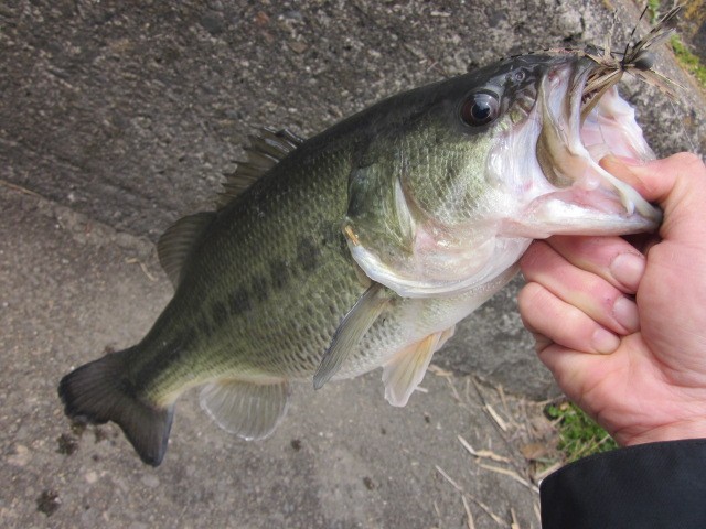 プロショップオオツカ バスフィッシング用品ネット通信販売 ブログ写真 2014/03/20