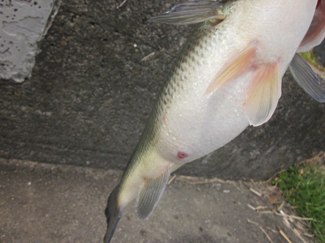 プロショップオオツカ バスフィッシング用品ネット通信販売 ブログ写真 2014/03/20