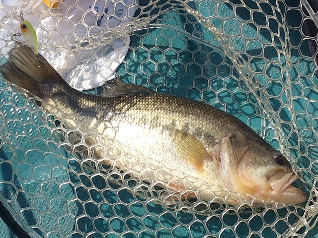 プロショップオオツカ バスフィッシング用品ネット通信販売 ブログ写真 2014/04/04