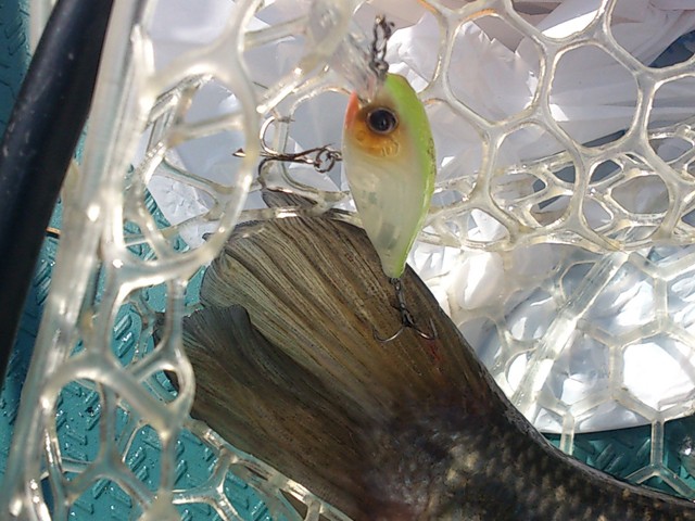 プロショップオオツカ バスフィッシング用品ネット通信販売 ブログ写真 2014/04/04