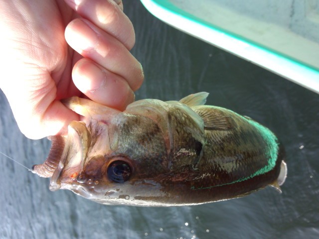 プロショップオオツカ バスフィッシング用品ネット通信販売 ブログ写真 2014/04/10