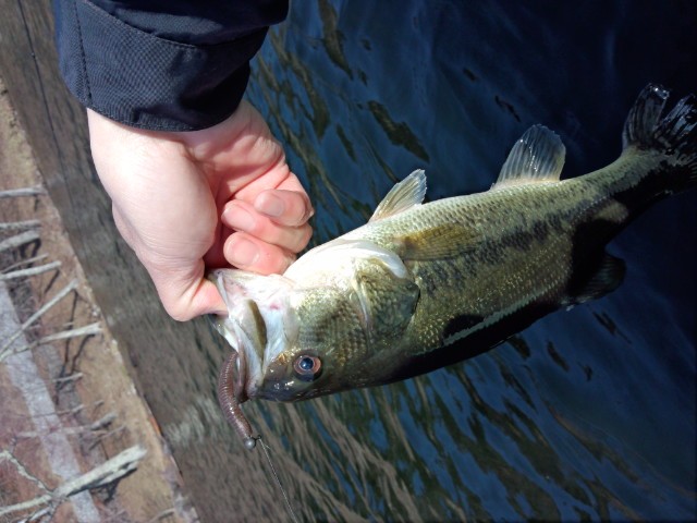 プロショップオオツカ バスフィッシング用品ネット通信販売 ブログ写真 2014/04/10