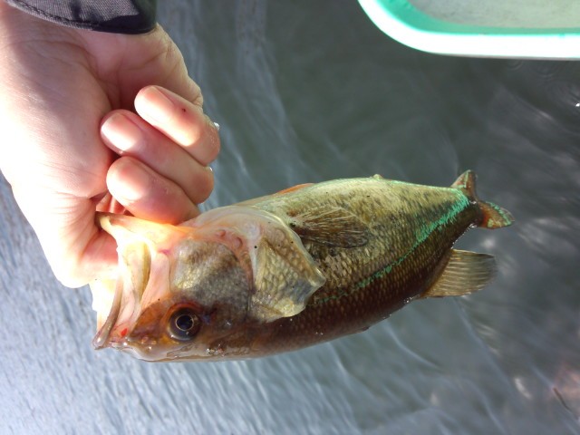 プロショップオオツカ バスフィッシング用品ネット通信販売 ブログ写真 2014/04/10