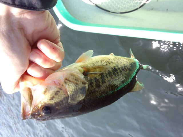 プロショップオオツカ バスフィッシング用品ネット通信販売 ブログ写真 2014/04/10