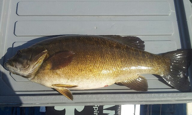 プロショップオオツカ バスフィッシング用品ネット通信販売 ブログ写真 2014/04/27