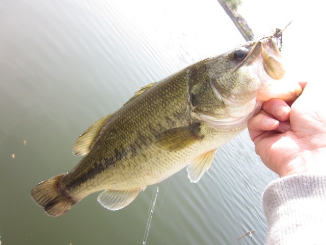 プロショップオオツカ バスフィッシング用品ネット通信販売 ブログ写真 2014/04/29