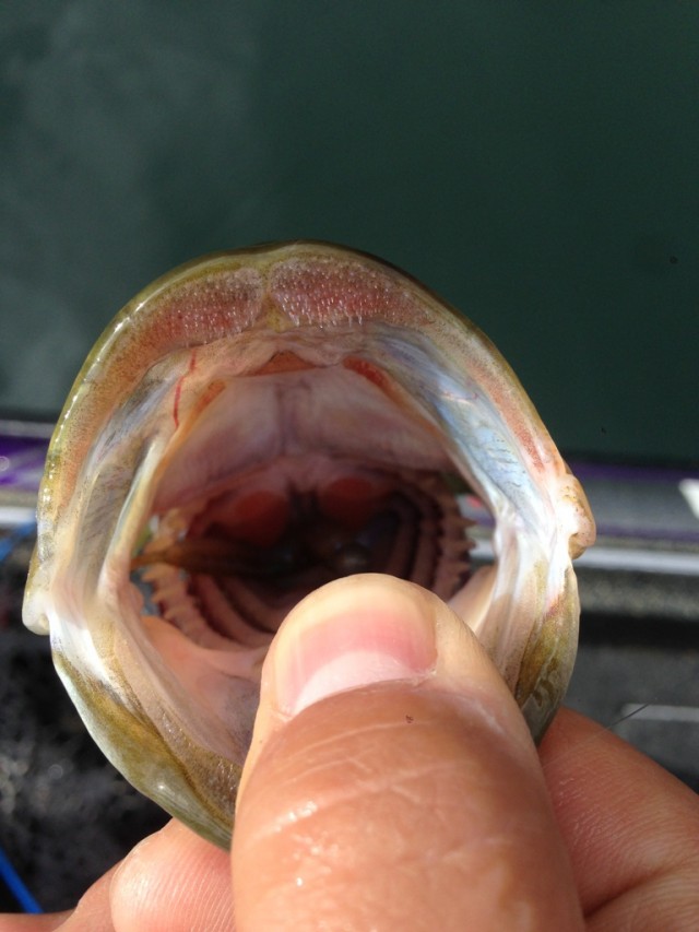 プロショップオオツカ バスフィッシング用品ネット通信販売 ブログ写真 2014/05/02