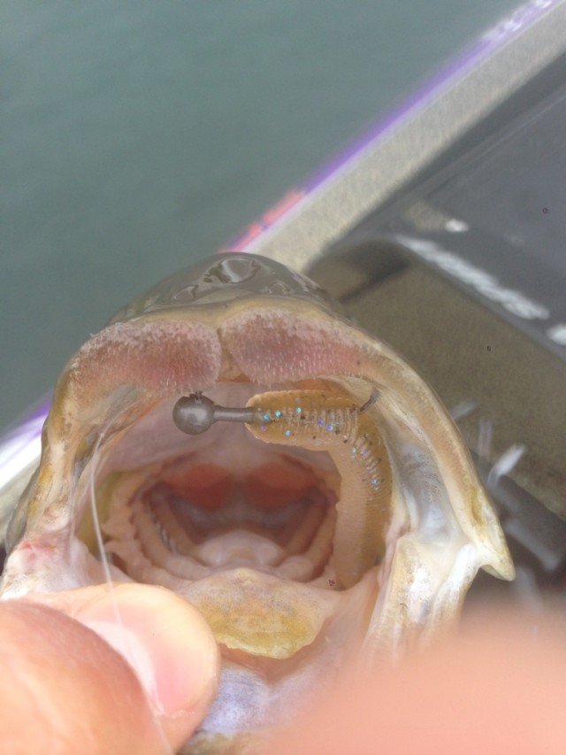 プロショップオオツカ バスフィッシング用品ネット通信販売 ブログ写真 2014/05/02