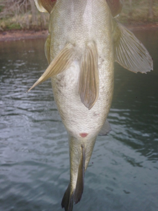 プロショップオオツカ バスフィッシング用品ネット通信販売 ブログ写真 2014/05/02