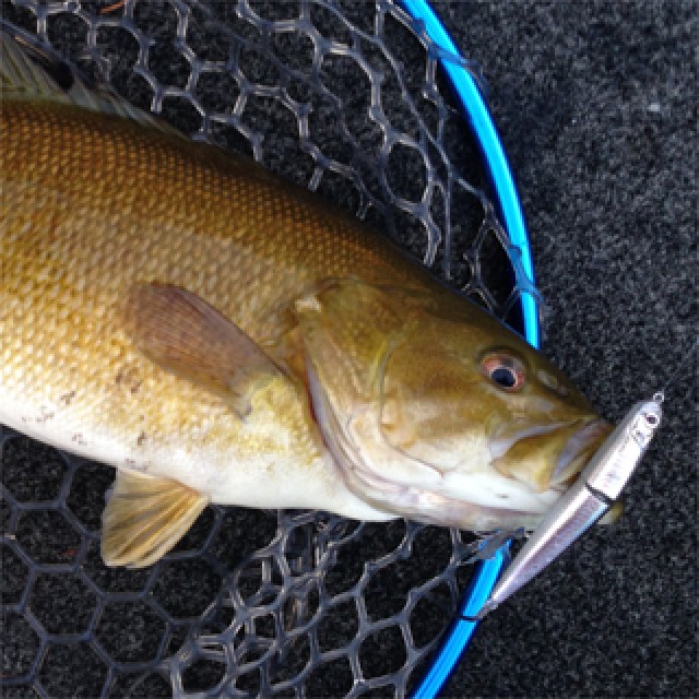 プロショップオオツカ バスフィッシング用品ネット通信販売 ブログ写真 2014/05/08