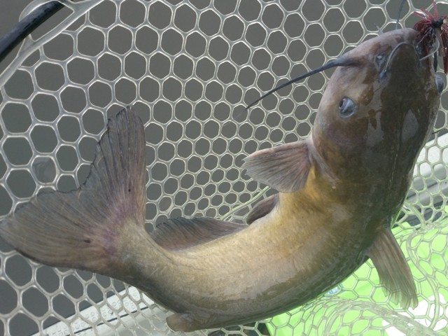 プロショップオオツカ バスフィッシング用品ネット通信販売 ブログ写真 2014/05/16