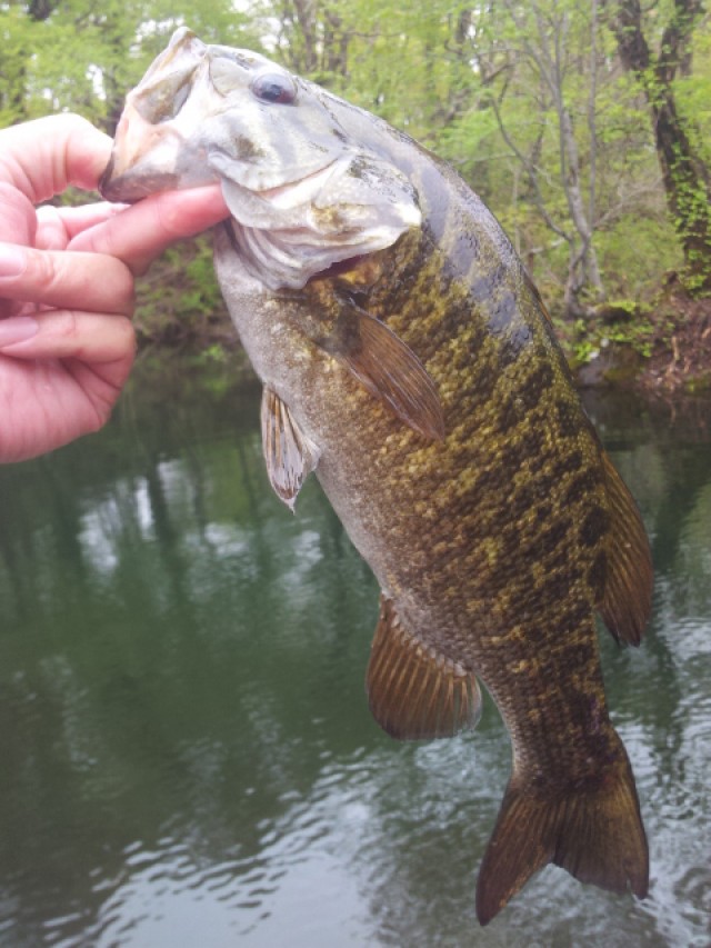 プロショップオオツカ バスフィッシング用品ネット通信販売 ブログ写真 2014/05/22