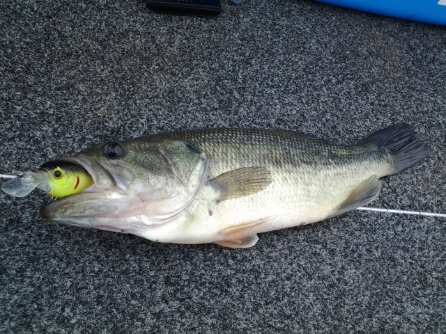 プロショップオオツカ バスフィッシング用品ネット通信販売 ブログ写真 2014/05/23