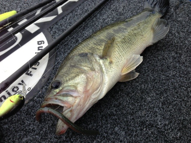 プロショップオオツカ バスフィッシング用品ネット通信販売 ブログ写真 2014/05/29