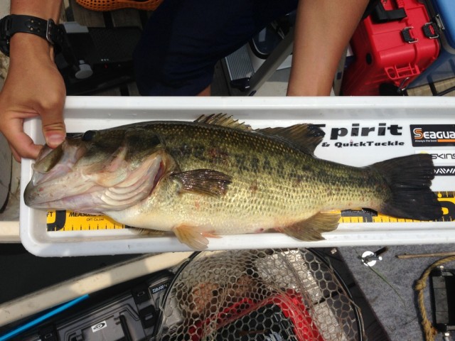 プロショップオオツカ バスフィッシング用品ネット通信販売 ブログ写真 2014/06/19