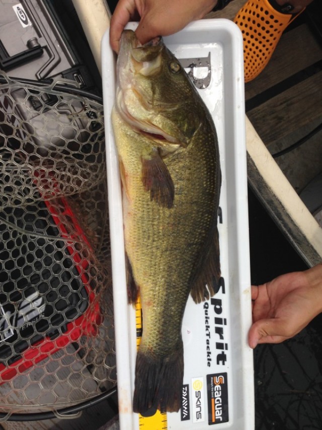 プロショップオオツカ バスフィッシング用品ネット通信販売 ブログ写真 2014/06/19