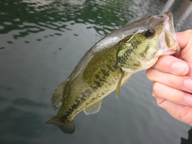 プロショップオオツカ バスフィッシング用品ネット通信販売 ブログ写真 2014/07/17