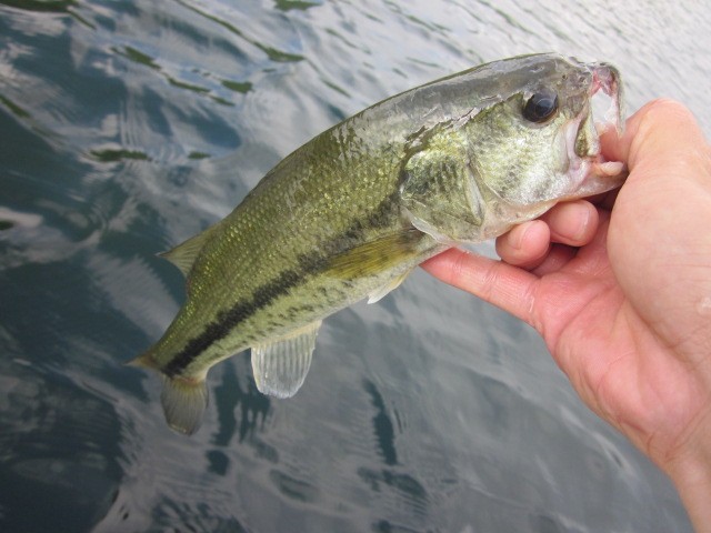 プロショップオオツカ バスフィッシング用品ネット通信販売 ブログ写真 2014/07/17