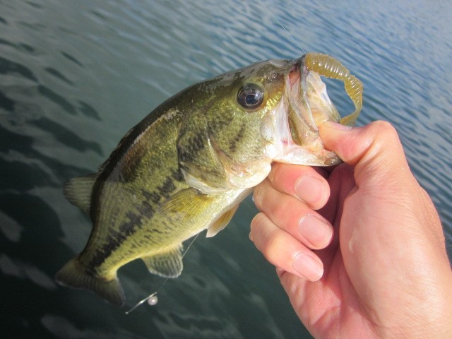 プロショップオオツカ バスフィッシング用品ネット通信販売 ブログ写真 2014/07/17