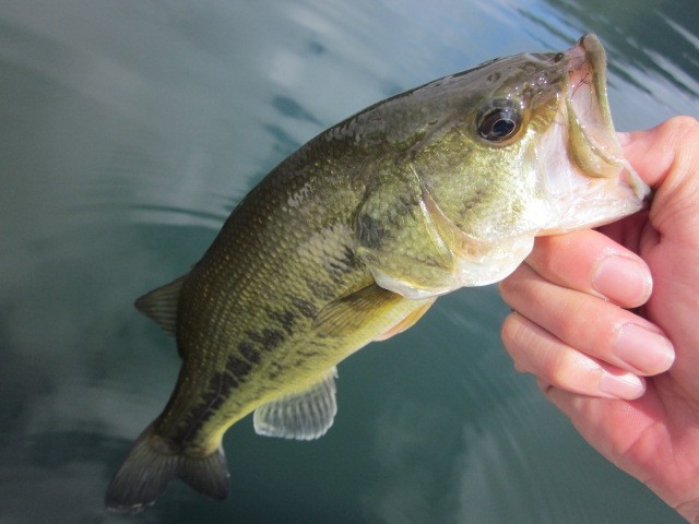 プロショップオオツカ バスフィッシング用品ネット通信販売 ブログ写真 2014/07/17