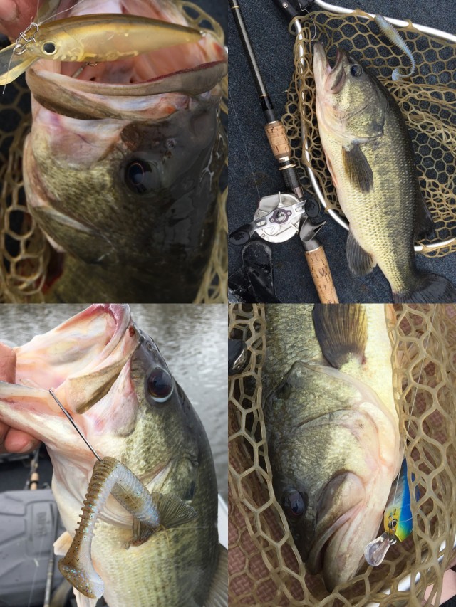 プロショップオオツカ バスフィッシング用品ネット通信販売 ブログ写真 2015/04/17