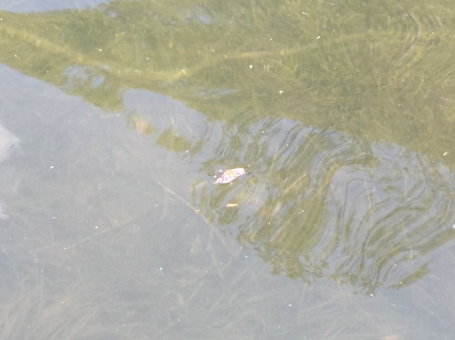 プロショップオオツカ バスフィッシング用品ネット通信販売 ブログ写真 2015/05/21