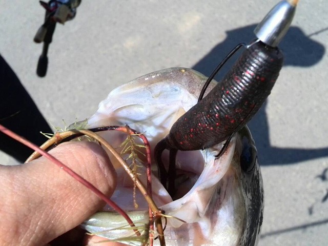 プロショップオオツカ バスフィッシング用品ネット通信販売 ブログ写真 2015/05/30