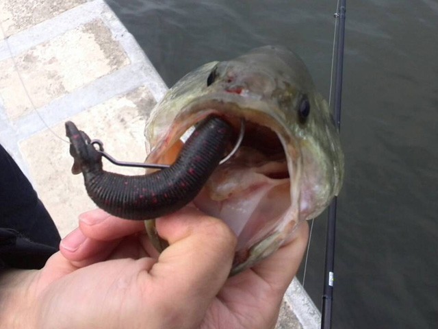 プロショップオオツカ バスフィッシング用品ネット通信販売 ブログ写真 2015/05/30