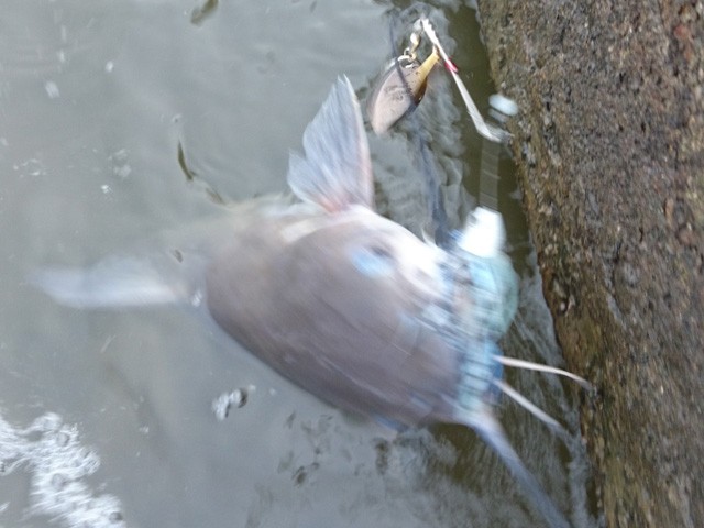 プロショップオオツカ バスフィッシング用品ネット通信販売 ブログ写真 2015/05/30