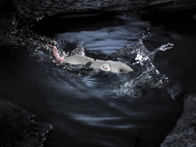 プロショップオオツカ バスフィッシング用品ネット通信販売 ブログ写真 2015/07/16