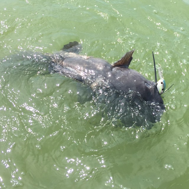 プロショップオオツカ バスフィッシング用品ネット通信販売 ブログ写真 2015/08/01