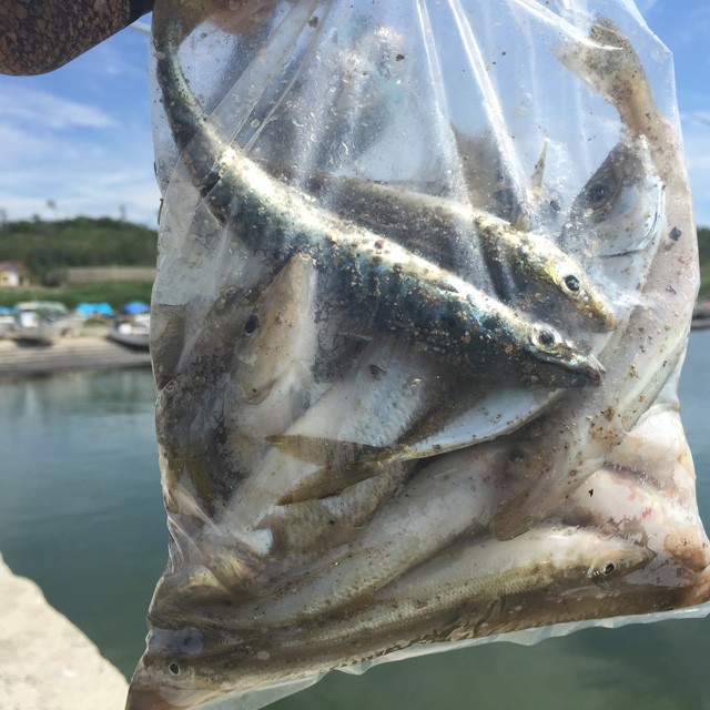 プロショップオオツカ バスフィッシング用品ネット通信販売 ブログ写真 2015/08/01